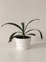 Le cache-pot à plante